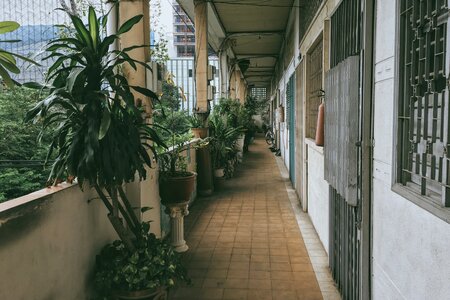 Alley green plants photo