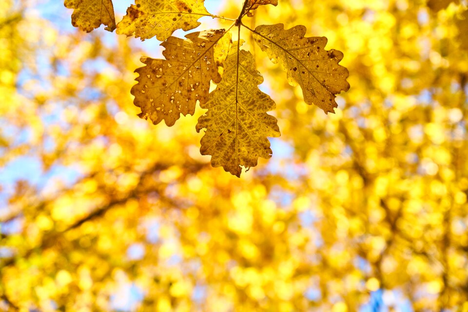Nature beautiful background
