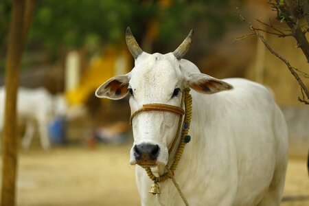 India cow asia photo