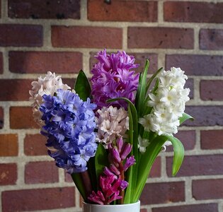 Flower hyacinthus orientalis asparagus plant