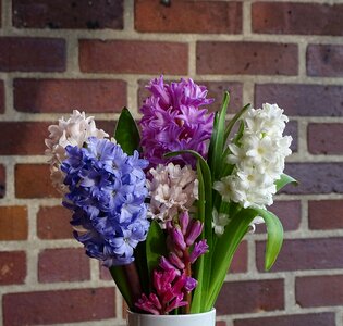 Flower hyacinthus orientalis asparagus plant photo