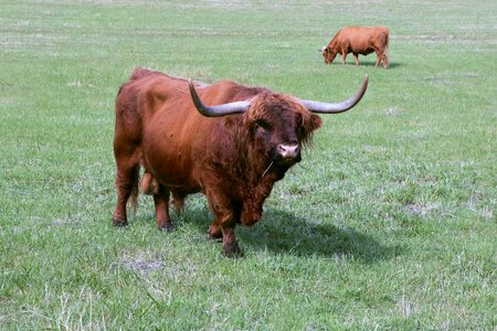 Bull cattle scottish highland cattle