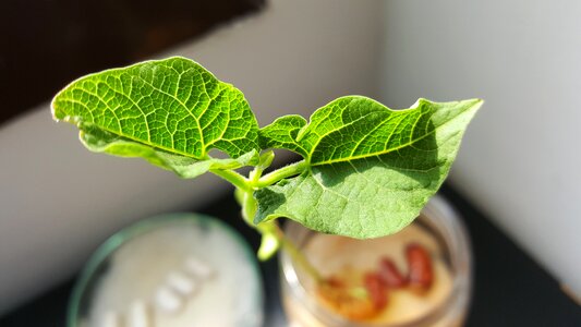 Organic green plant