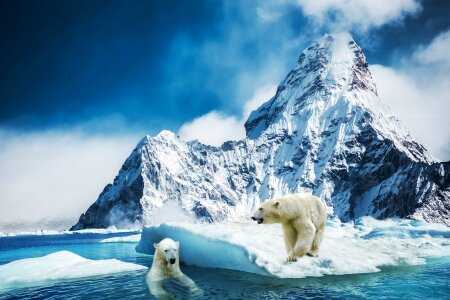 Bear polar animal