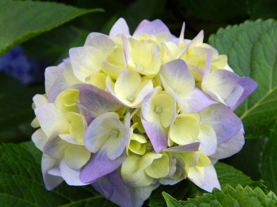 Garden leaf flowers