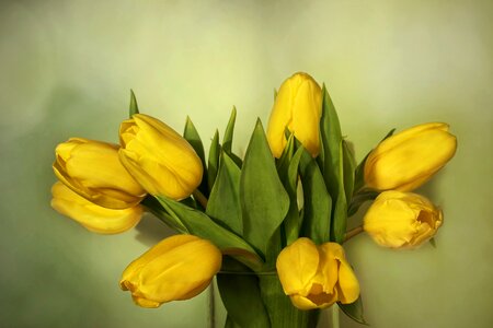 Yellow tulips tulipa photo