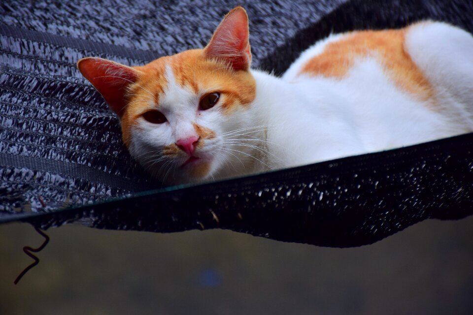 Orange white kitten