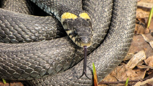Animals snake krupnyj plan