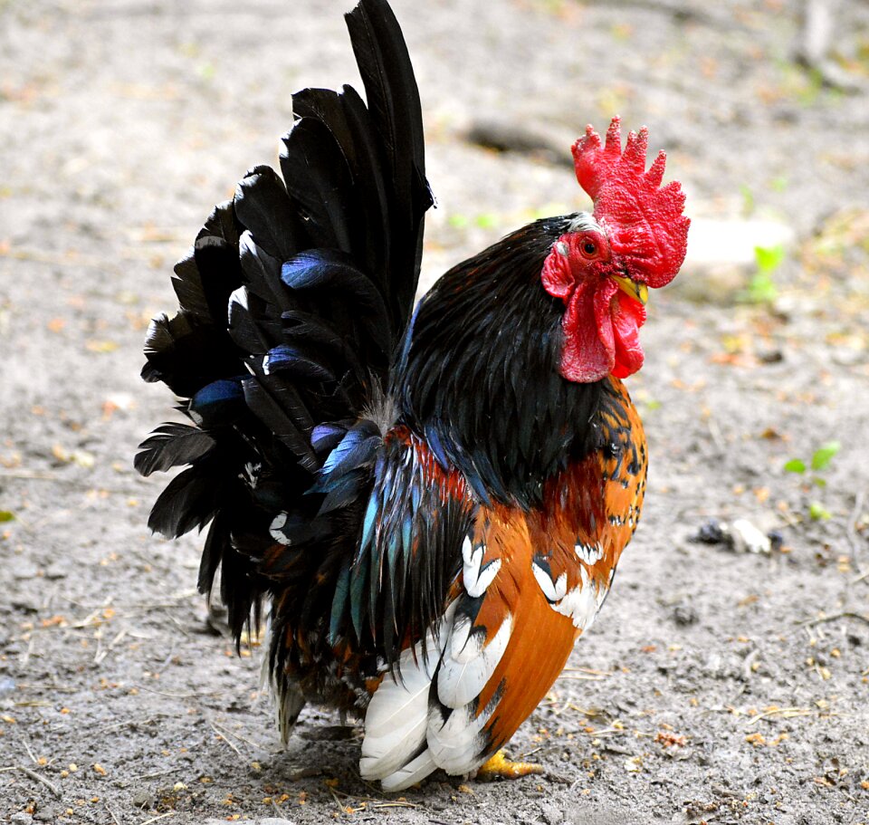 Colorful color animal