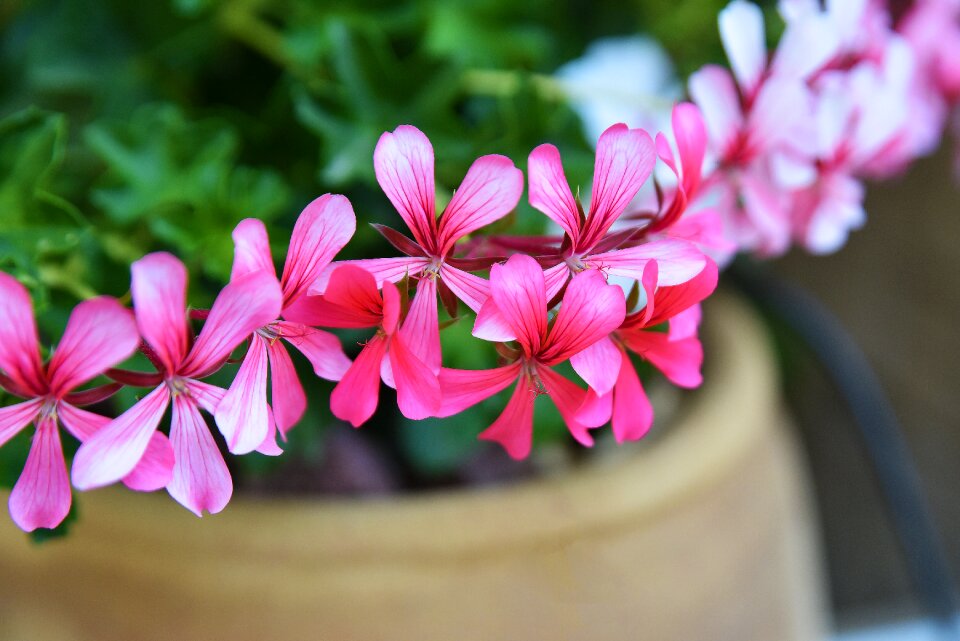 Petal garden floral