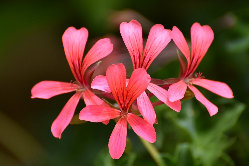 Garden summer petal