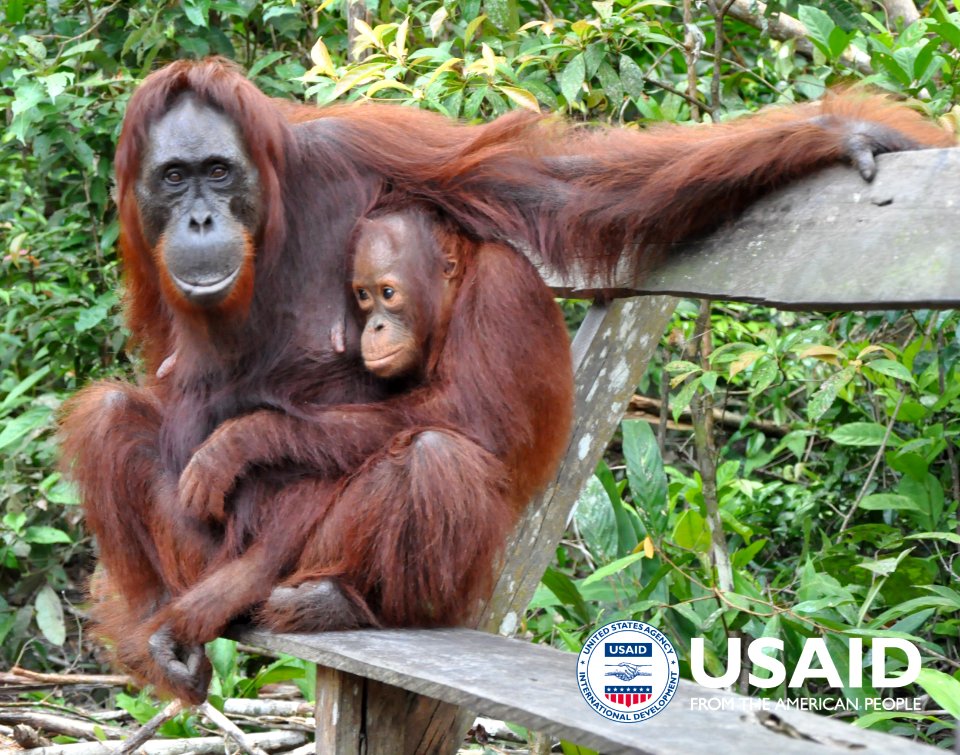 Induk orangutan bersama anaknya (34911042174)