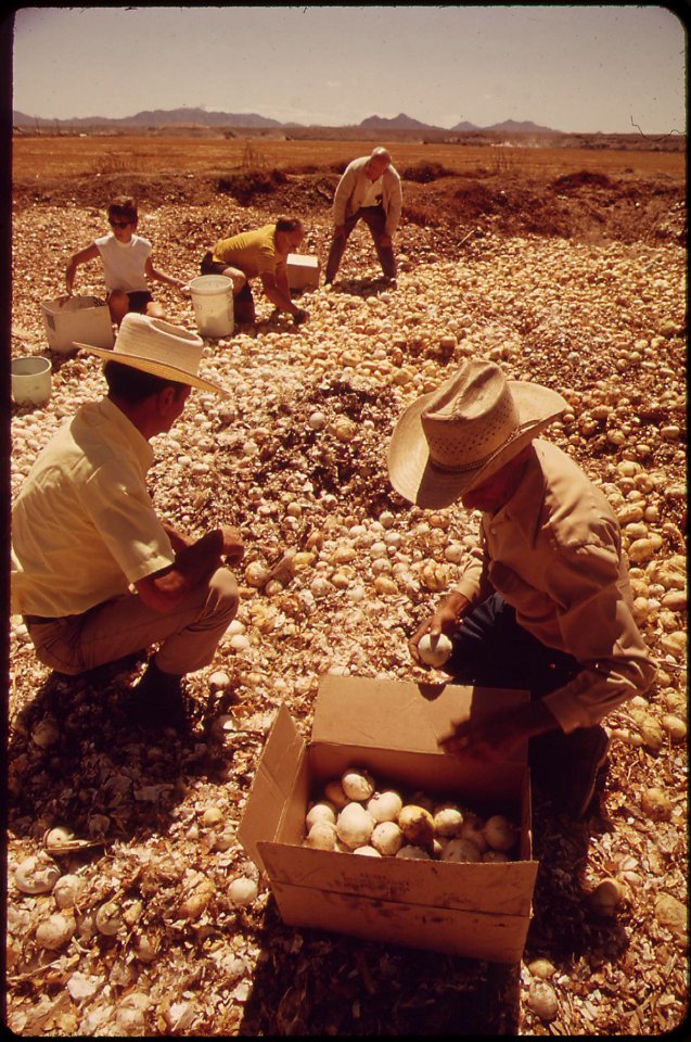 Industrious-scavengers-take-advantage-of-processing-plants-offer-of-free-onions-from-its-discards-may-1972 7152697413 o