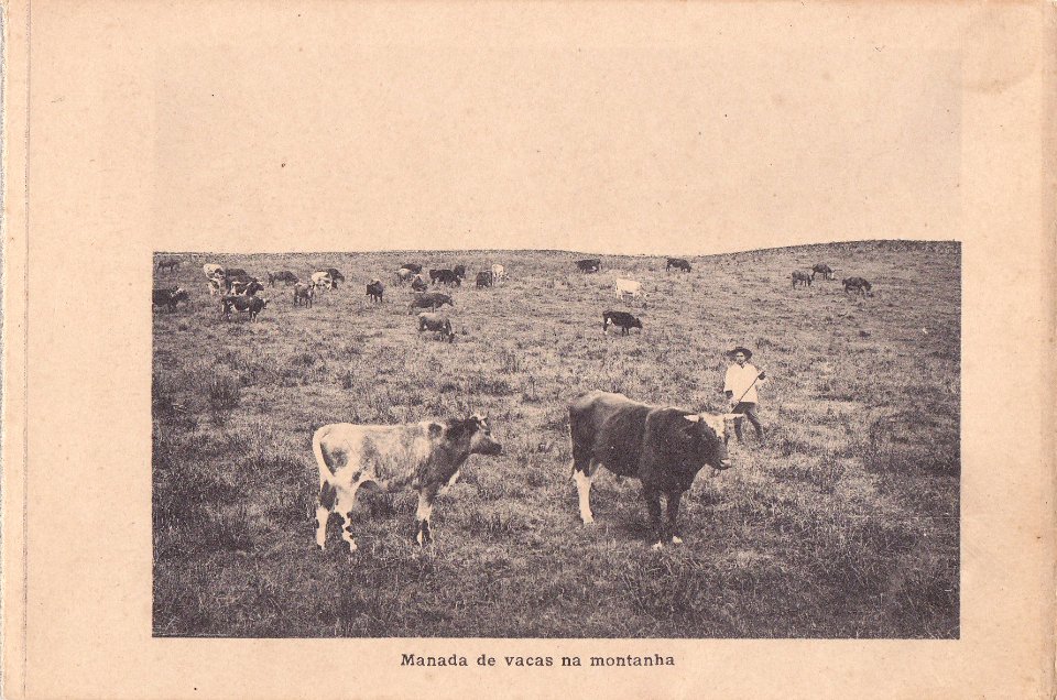 Indústria de Lacticios da ilha Terceira, 6, Arquivo de Villa Maria, Angra do Heroísmo, ilha Terceira, Açores