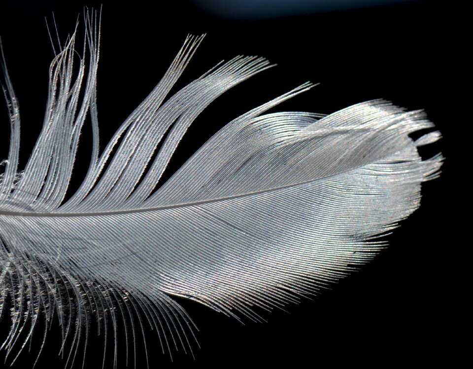 Feather element nature