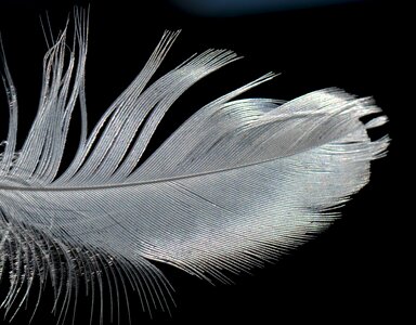 Feather element nature