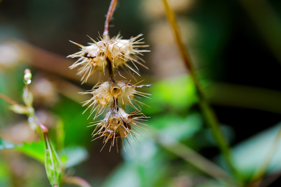 Flower garden growth
