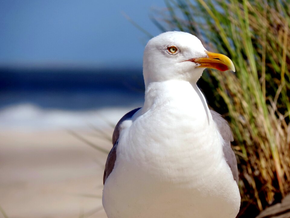 Animal north sea coast