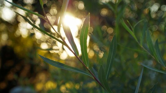 Nature light summer