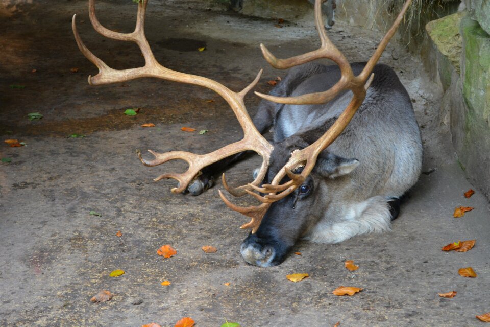 Wilderness wildlife park nature