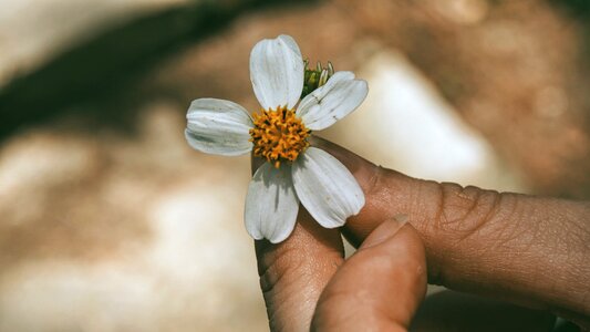 Hand flower petal photo