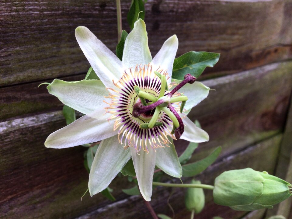 Flower of passion garden beautiful