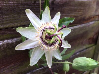 Flower of passion garden beautiful