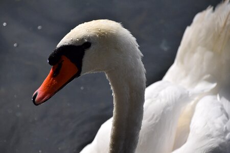 Lake summer swan