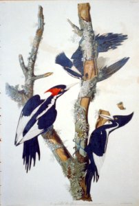 Ivory-Billed Woodpecker LCCN2002718994