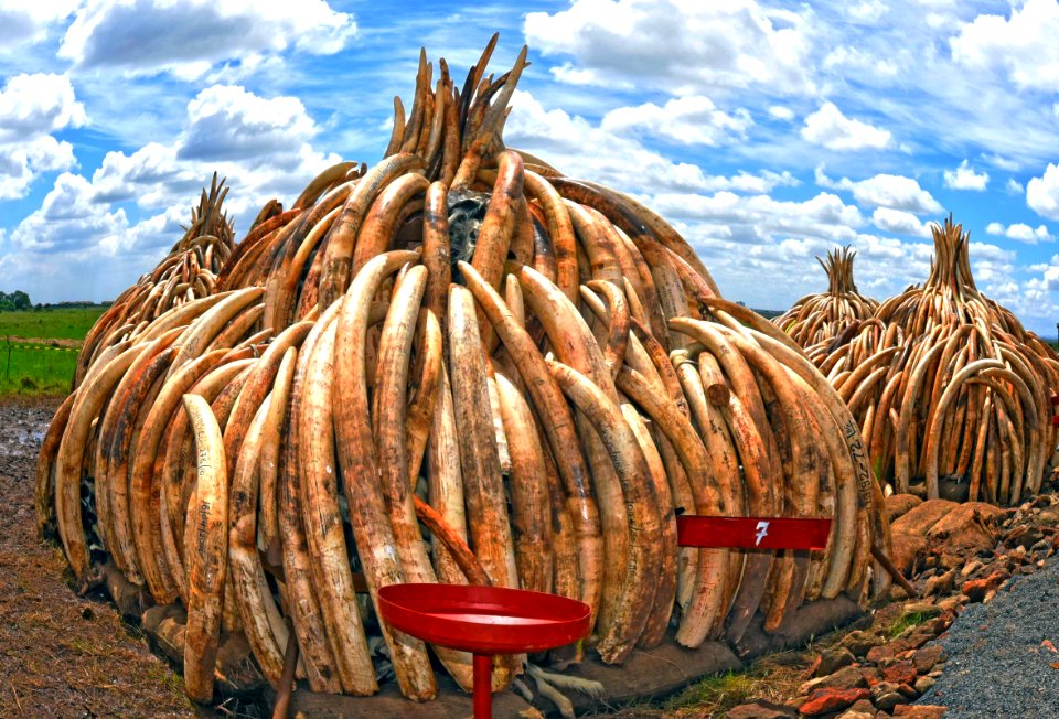 Ivory burn pyres (26691080905)