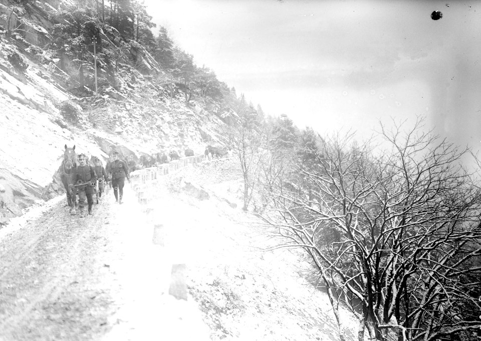 Infanterie Mitrailleure mit Pferden auf Marsch - CH-BAR - 3239282