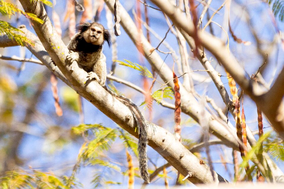 Forest marmoset landscape