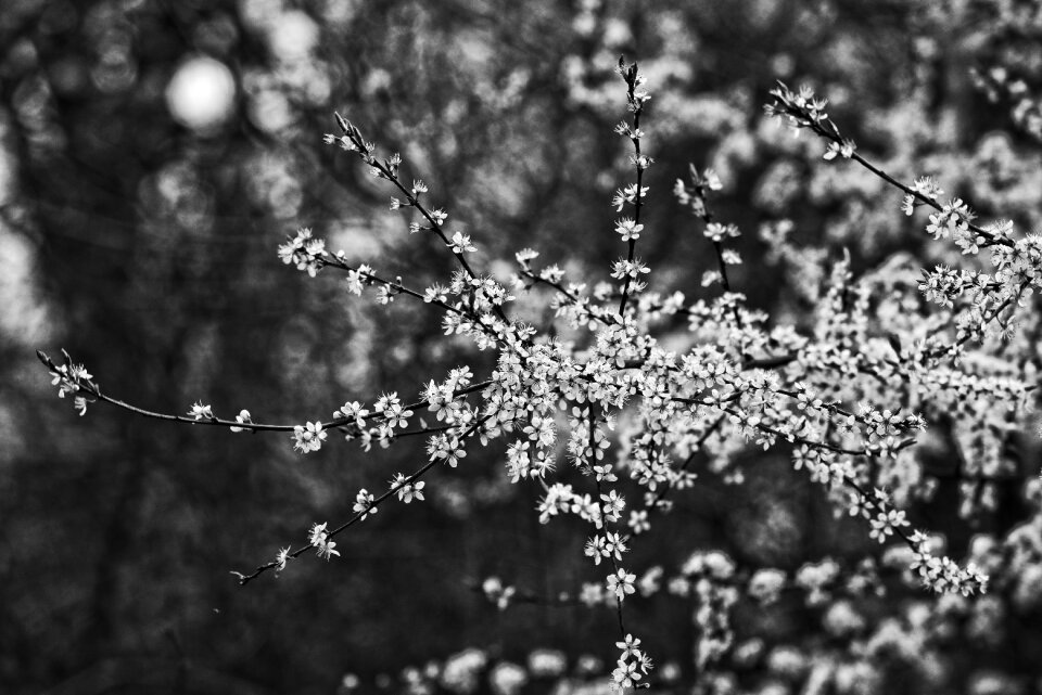 Branch japanese sakura
