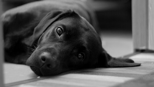 Black and white puppy animals