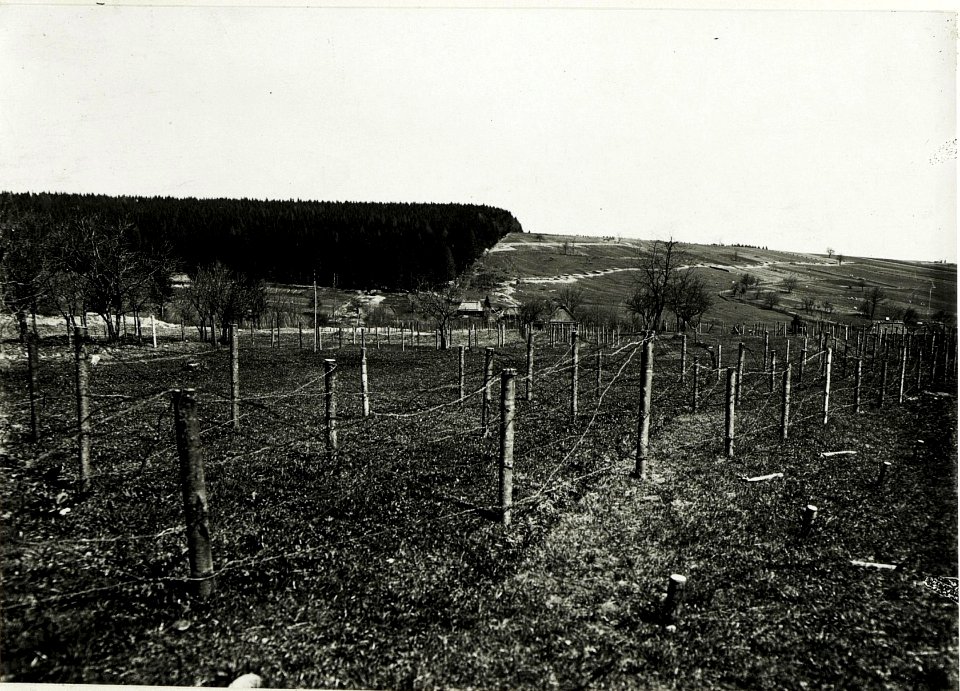 Infanteriestellung westlich Rosulna, 8. Mai 1917. (BildID 15591012)