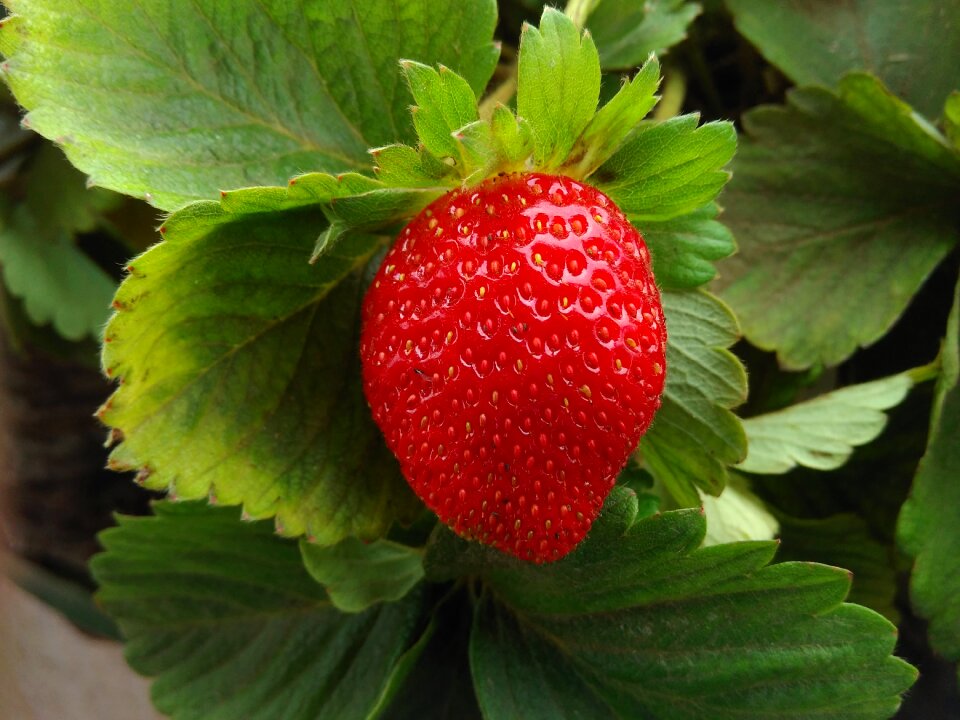 Fruit tasty sweet