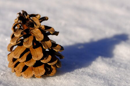 Larch cones cold frost