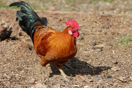 Poultry feather free range