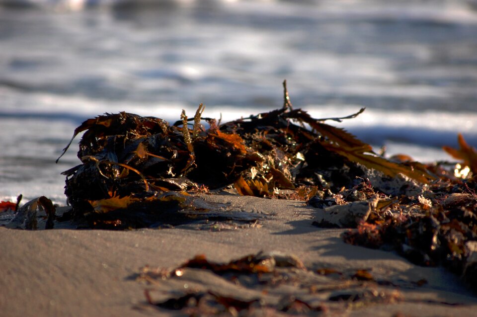 Shore seaside coastline