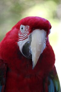 Nature pet macaw