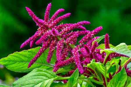 Pointed flower blossom bloom