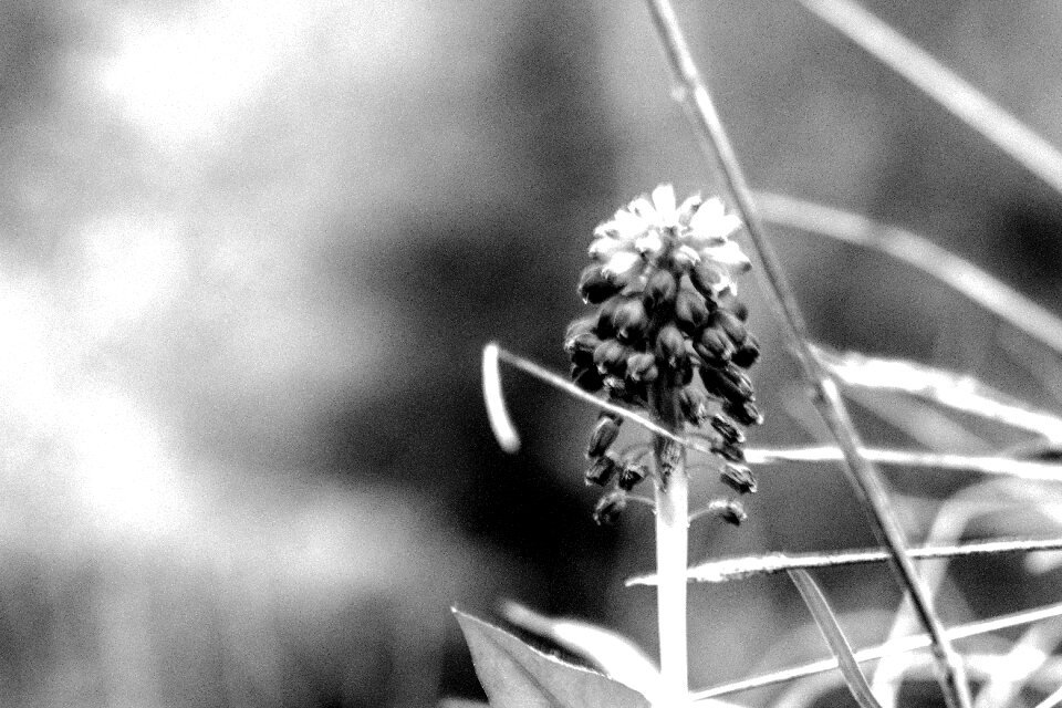 Black and white flora flowers