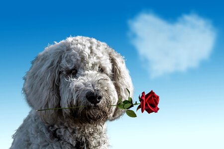Cute rose heart