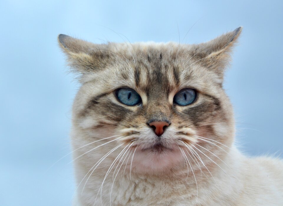 Domestic animal blue eyes cute
