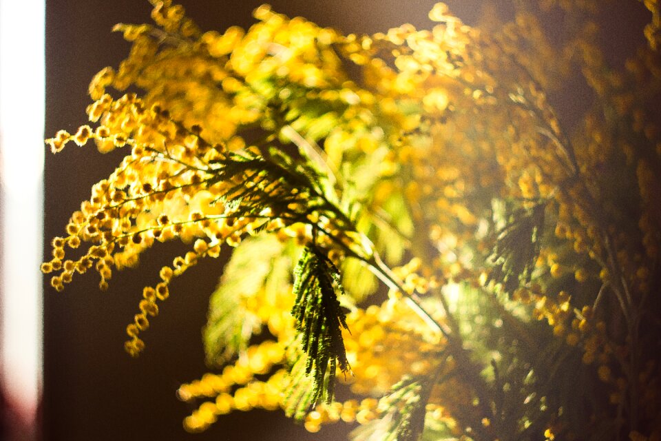 Yellow flower plant spring flower