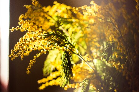 Yellow flower plant spring flower