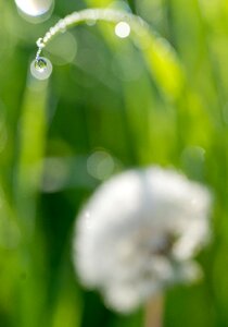 Morning summer nature