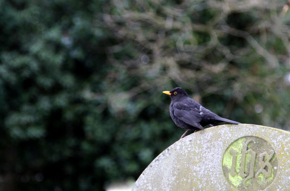 Outdoors animal blackbird