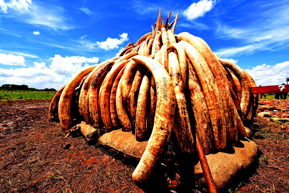 Ivory burn pyre (26085222884)