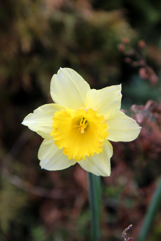 Daffodil narcissus yellow spring
